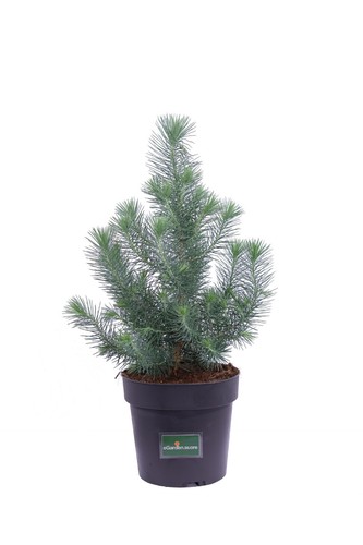 Pianta pino pinus pinea - pianta,