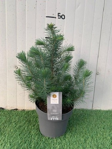 Pianta pinus pinea silver - pianta,